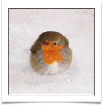 robin snow 4 - Alan Taylor.